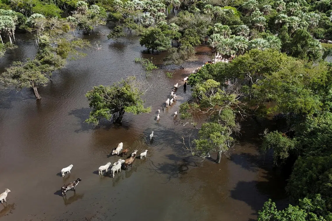 As Bolivia floods, cows swim where they once grazed