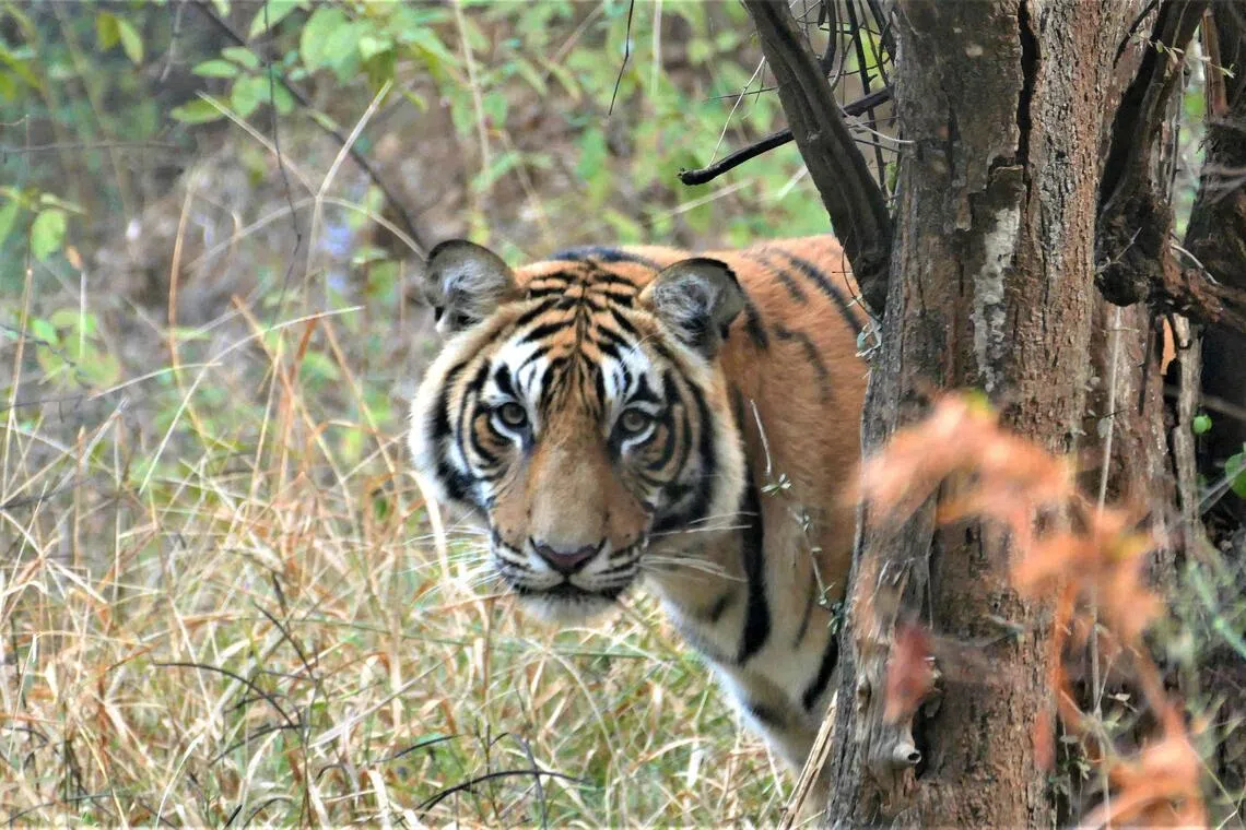 Woman dies in tiger attack in Madhya Pradesh village in India
