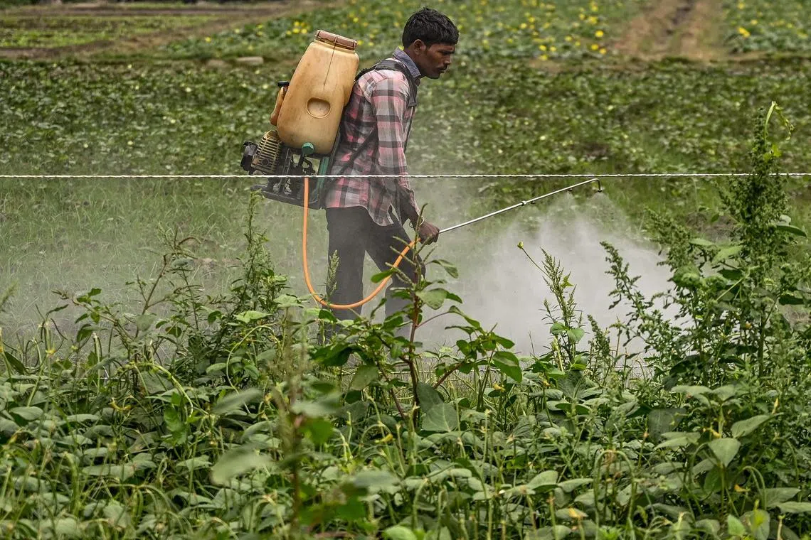 A farmer sprays pesticides at a farm near the banks of River Yamuna in New Delhi on May 1, 2023. (Photo by Arun SANKAR / AFP)