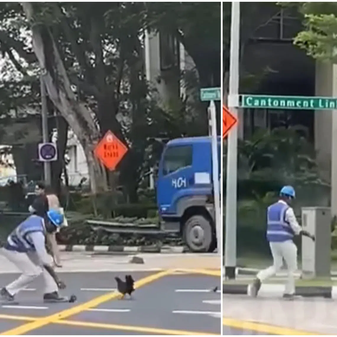 A migrant worker is seen in a video guiding a stray mother hen and her chicks at a junction at Cantonment Link.