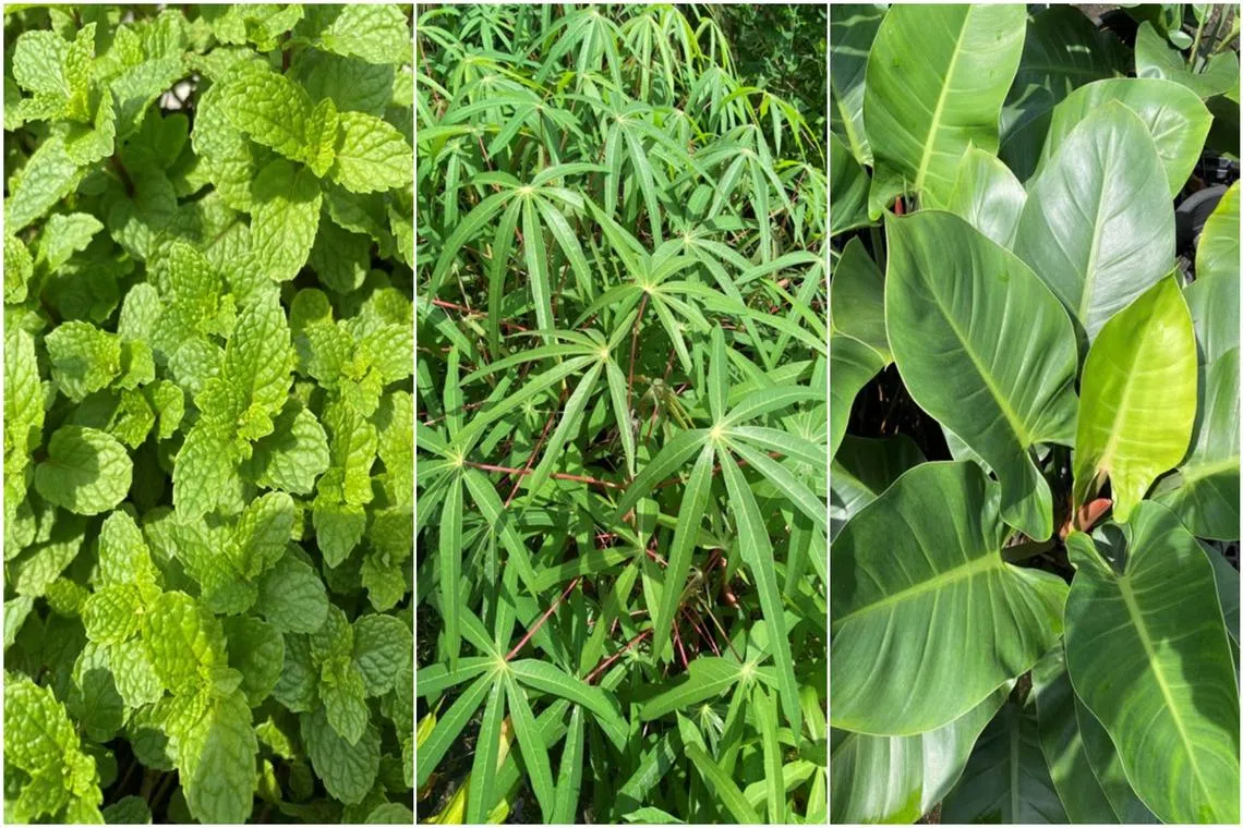 (From left) Mint, cassava and Philodendron can be propagated from different types of stem cuttings.