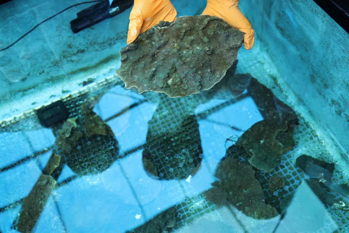 'Slumping' South Korean corals worry divers, scientists studying climate change