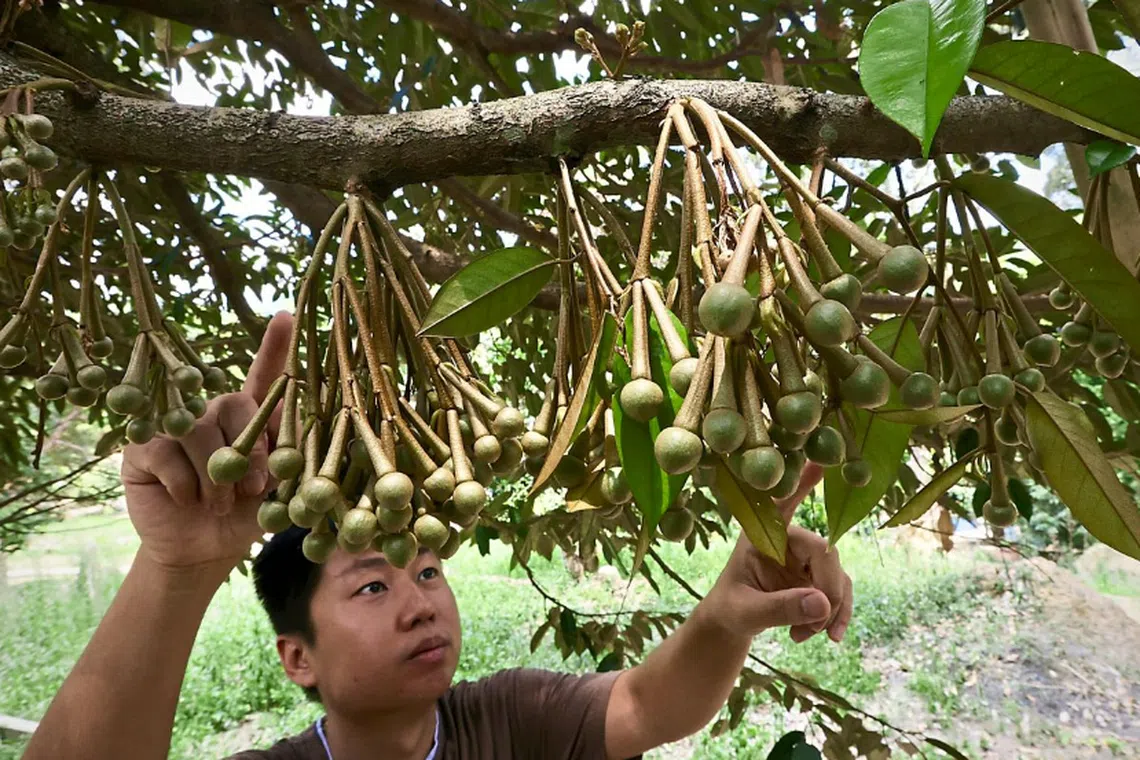 Mr Tan examining flower buds on a durian tree at his farm in Relau in George Town, Penang.