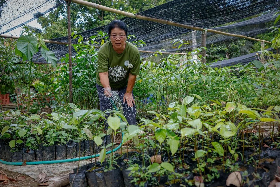 Seed by seed: Women of Tampenau nursing Sabah’s rainforests back to recovery