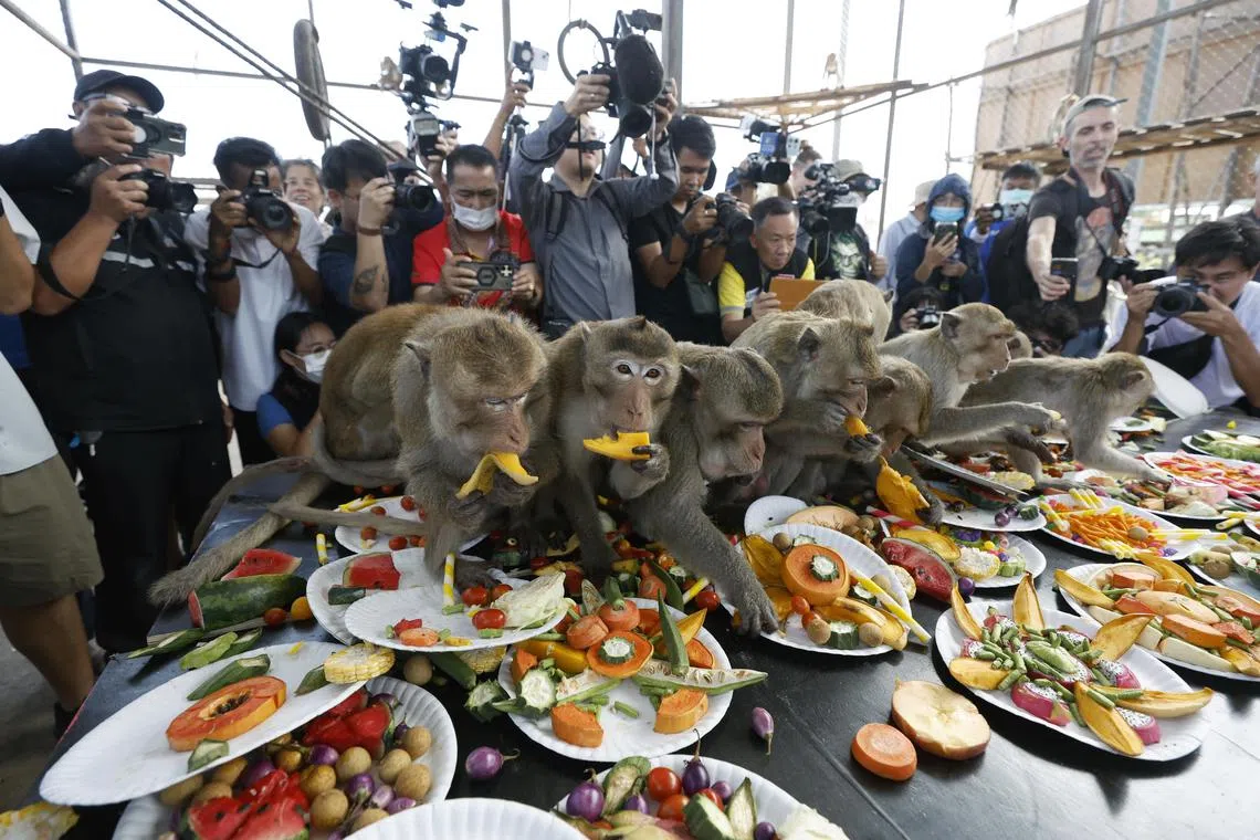 Monkeys eating various kinds of fruits, vegetables, and desserts during the annual Monkey Banquet held inside an enclosure at Lopburi Zoo, about 180km from Bangkok, central Thailand, on Nov 24, 2024. The annual event, organized since 1989 by Lopburi entrepreneur Yongyuth Kitwatananusont, offers an all-you-can-eat spread to honor long-tailed macaques and attract tourists, promoting the town as a travel destination."