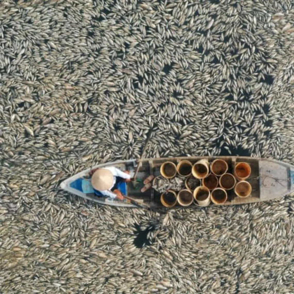 The water at Song May reservoir is barely visible under a blanket of dead fish. 