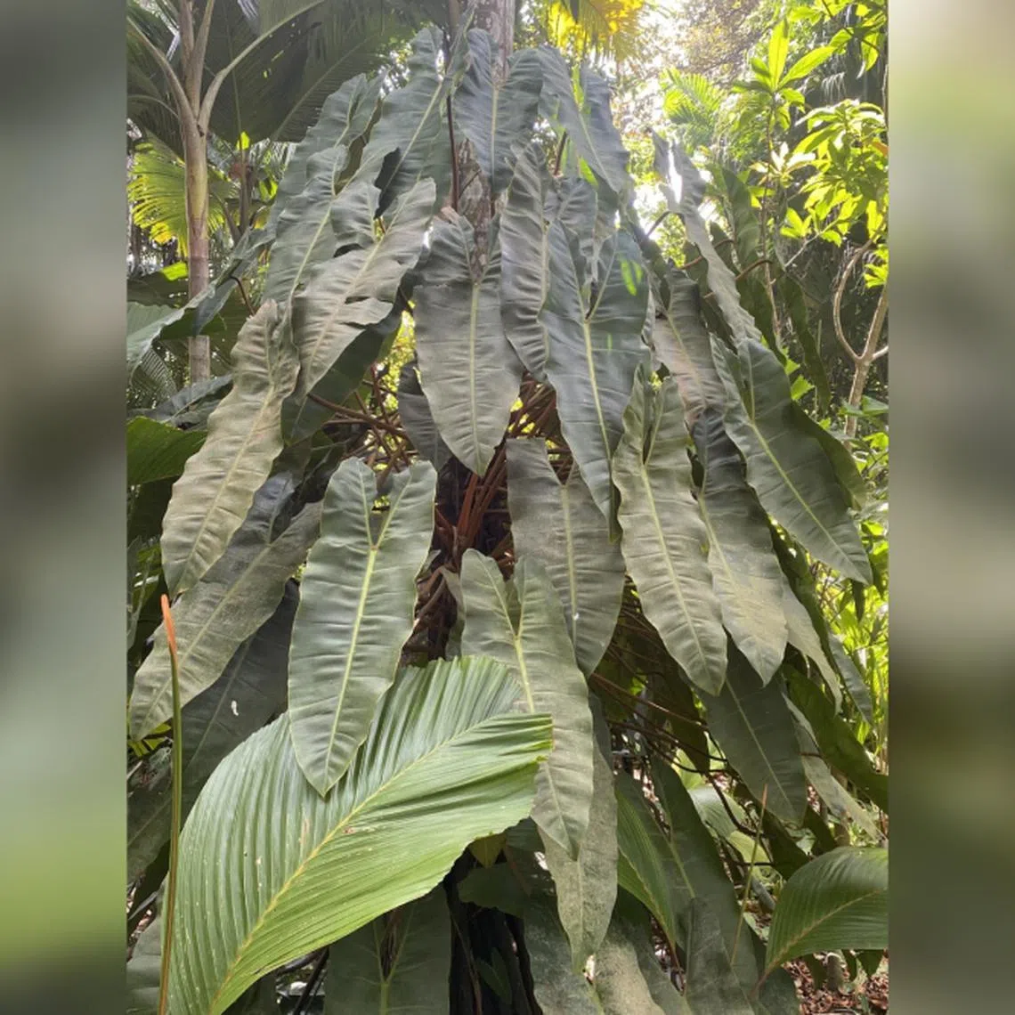 Philodendron billietiae, an eye-catching aroid with attractive orange leaf stalks, climbing up a palm at the Singapore Botanic Gardens.