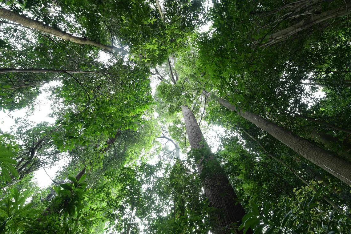 A dipterocarp (tree in the centre of the photo) in the Bukit Timah Nature Reserve. Its common name is “seraya” (Rubroshorea curtisii), and it is the most abundant and dominant big tree at Bukit Timah, said botanist Shawn Lum. Its furrowed and slightly reddish brown trunk is what gives it away.   Dipterocarps are known as forest “emergents”, - they are larger and far taller than the trees of the surrounding canopy