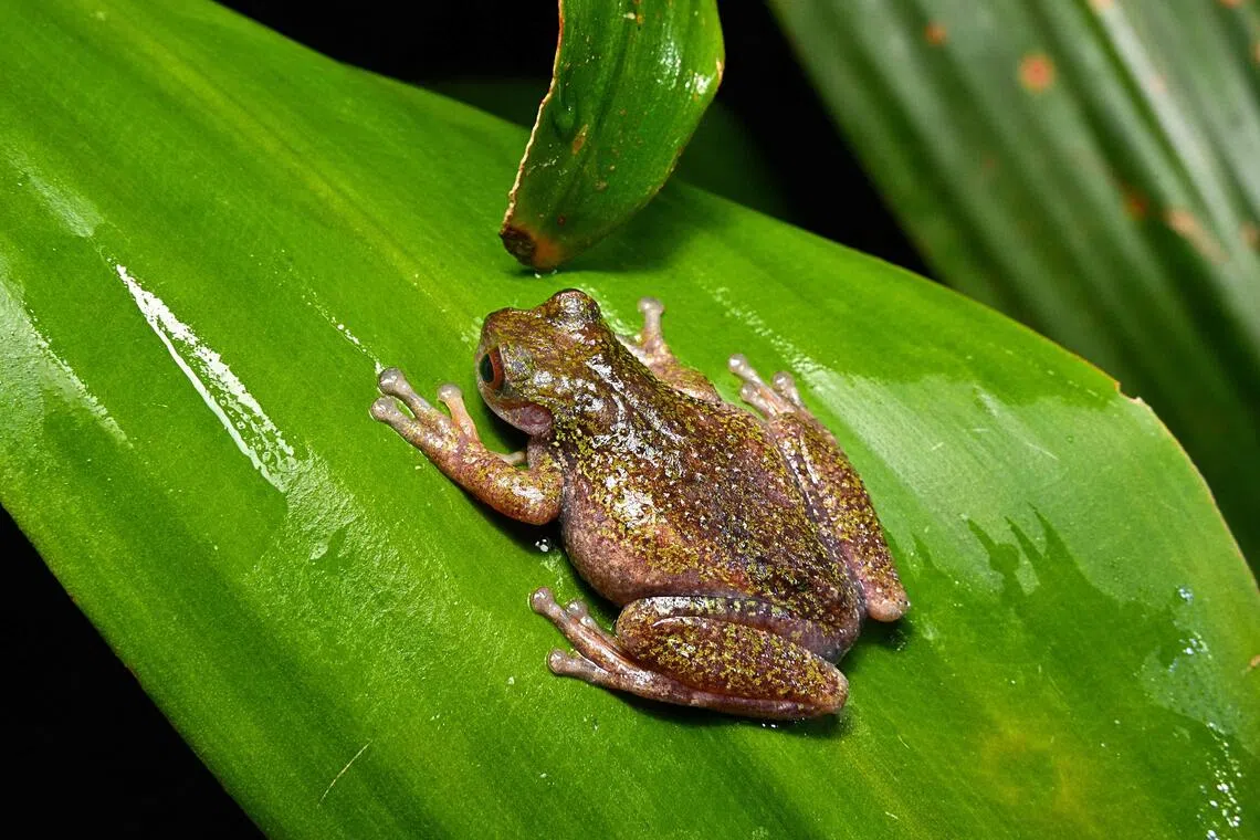 Nocturnal ‘coffee frog’ discovered in Costa Rica