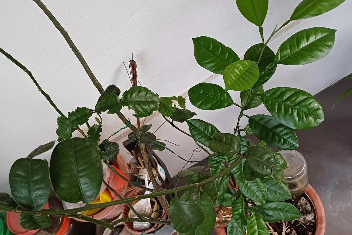 The rootstock may cause leaves of plants to look dissimilar when grafting has taken place.