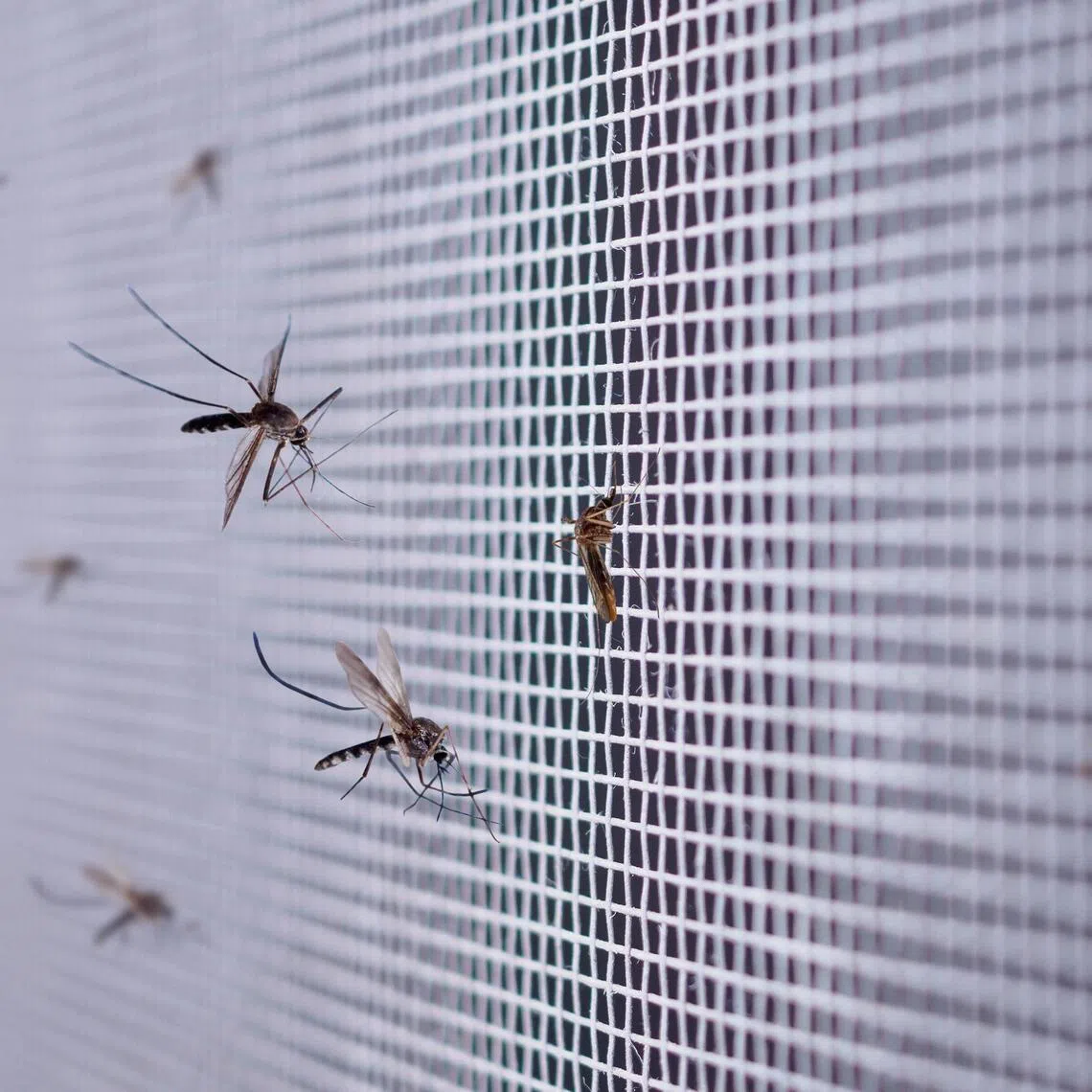 The West Nile virus can cause severe, ​life-threatening illness in about one ​in 150 people who are infected.