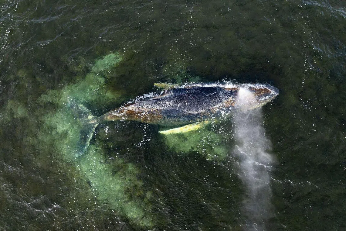 Aerial photo taken on March 30, 2026 and released by non-governmental environmental organisation Greenpeace Germany showing a stranded humpback whale in shallow coastal waters in Wismar Bay in the Baltic Sea, off Wismar, northern Germany. 