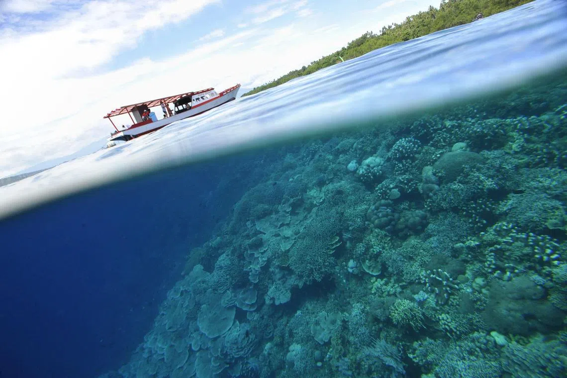 (FILES) In this file photo taken on May 14, 2009 Corals and mangrove grow at the protected Bunaken Island marine national partk in Manado on May 14, 2006. Rising water temperatures, sea levels  and acidity are threatening to destroy the vast region of southeast Asia known as Coral Triangle, labelled the ocean's answer to the Amazon rainforest, the WWF said in a new report. A meeting on May 15 will see leaders from the six Coral Triangle nations pass a joint plan on conserving the region. AFP PHOTO/ROMEO GACAD (Photo by Romeo GACAD / AFP)