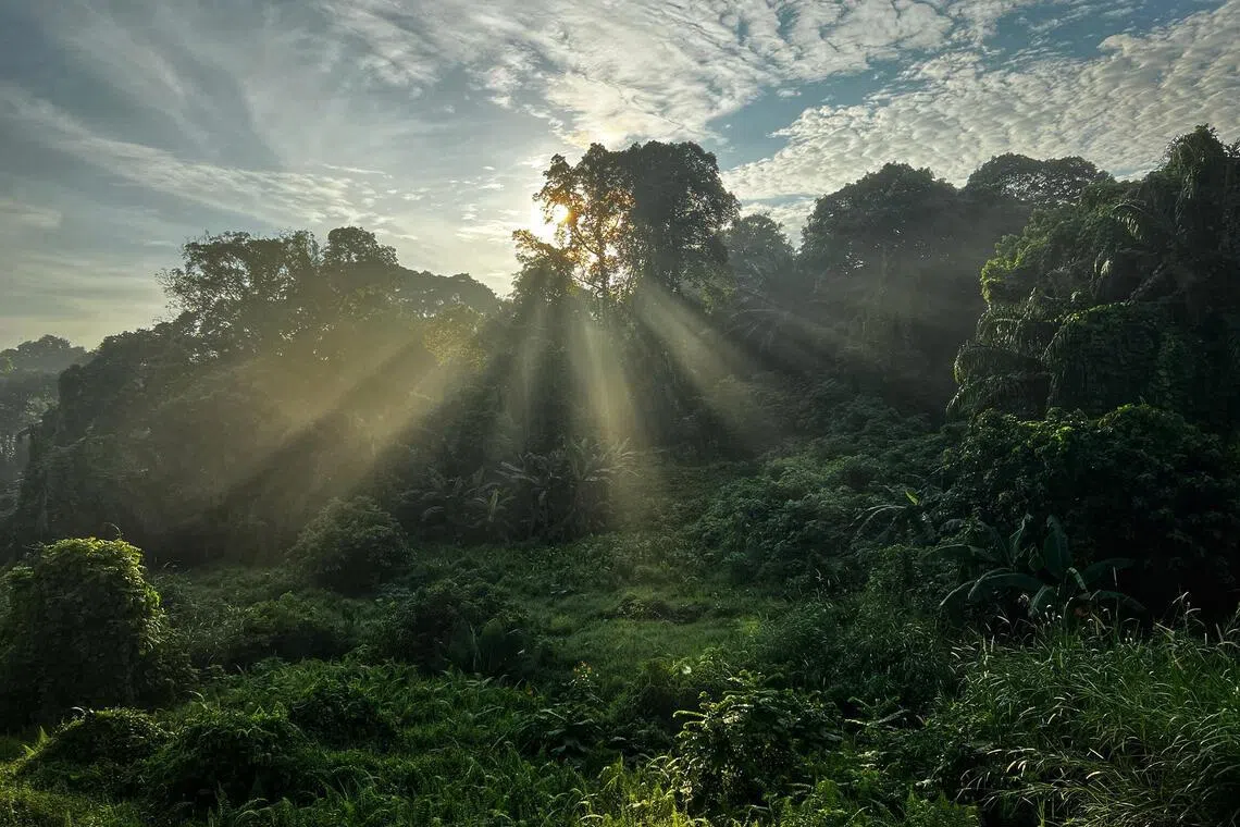 Singapore signed its third carbon trading deal with the Philippines on April 30.