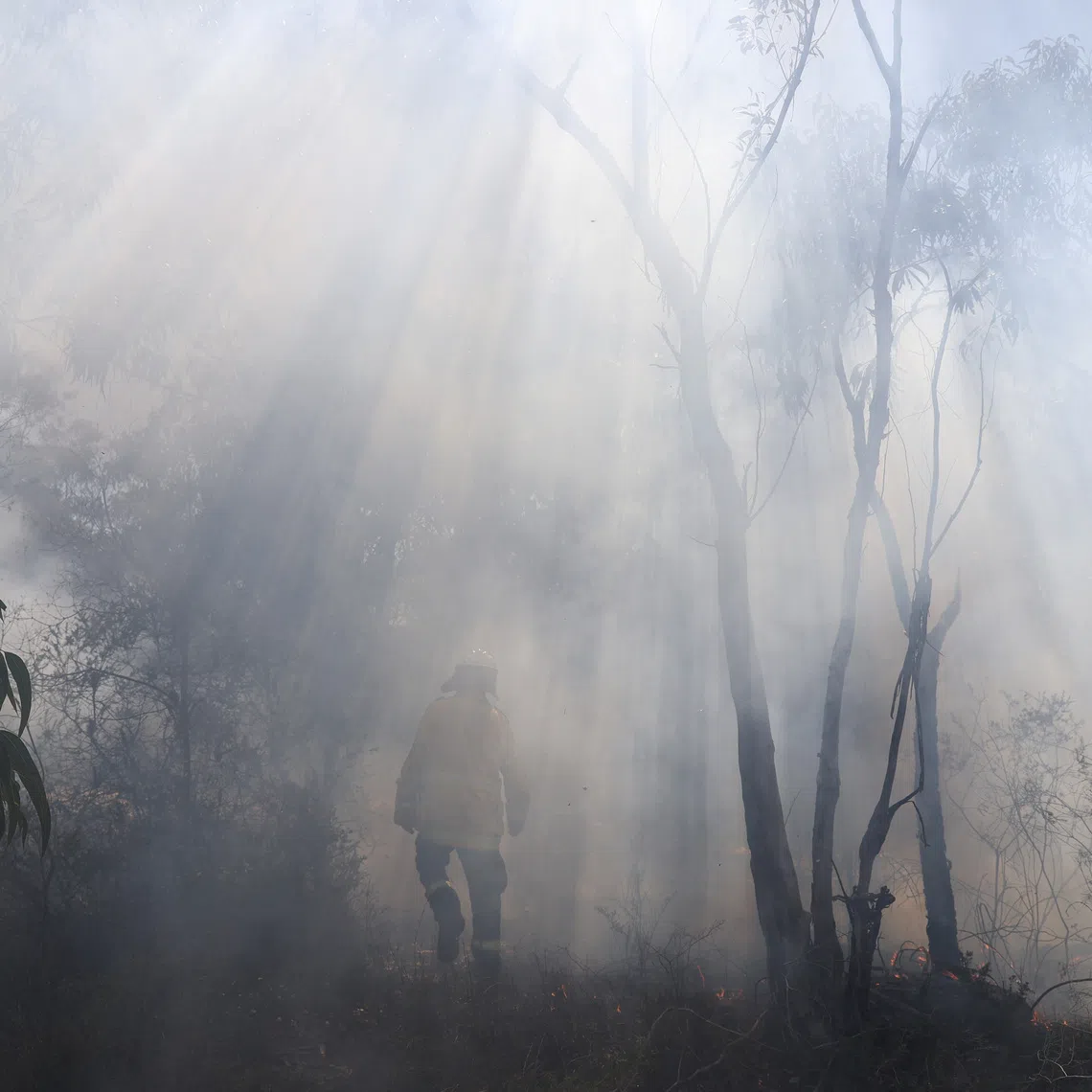 Authorities frequently conduct hazard reduction burns, where sections of forest are burnt in a controlled manner to reduce the spread of wildfires should they happen.