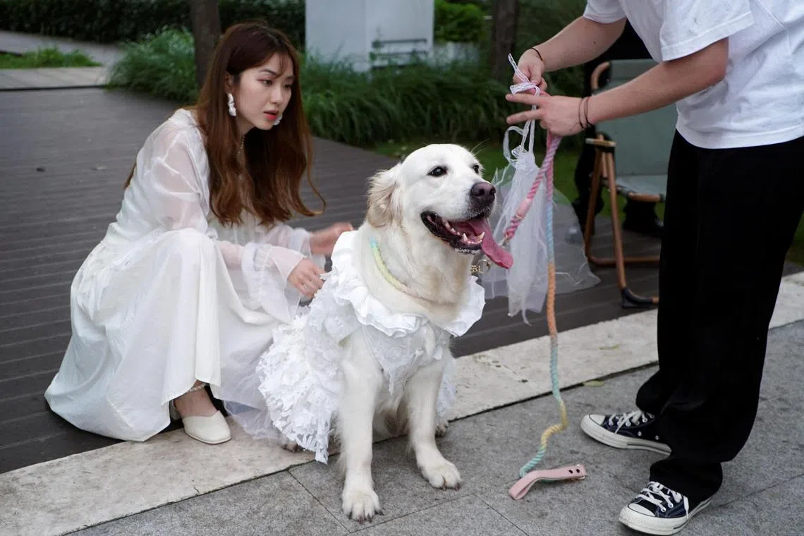 Pet owners prep their golden retriever's gown for the dog's marriage ceremony in Shanghai.