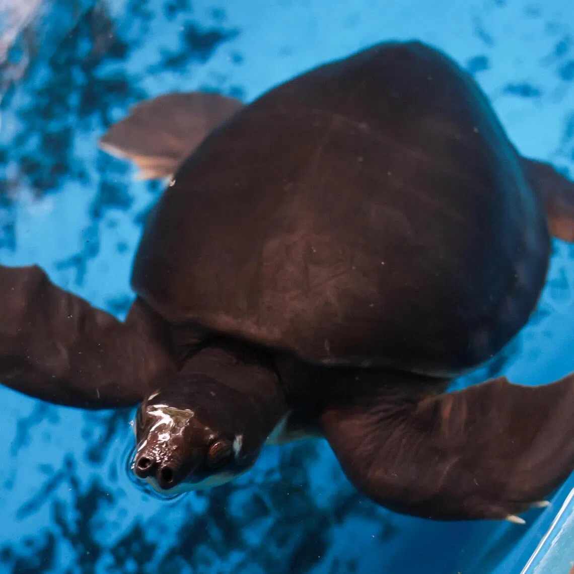 Kermit, one of the 30 pig-nosed turtles that have been in ACRES’ care since they were rescued in batches in 2009.