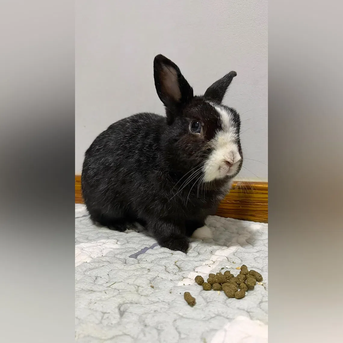 Teddy, a three-year-old male rabbit, is looking for a forever home.