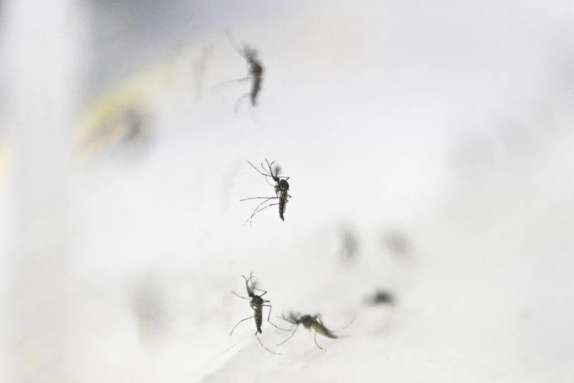 The expansion of Project Wolbachia comes after positive results from ongoing field studies. 