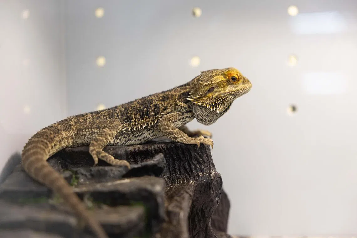 A South Korean man in his 20s was booked after he was found allegedly abandoning hundreds of pet reptiles in his rented apartment, with many of them dead