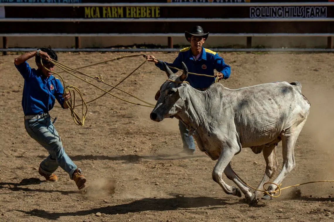 Cowboys with ropes in action during the Rodeo Masbateno festival on April 14.