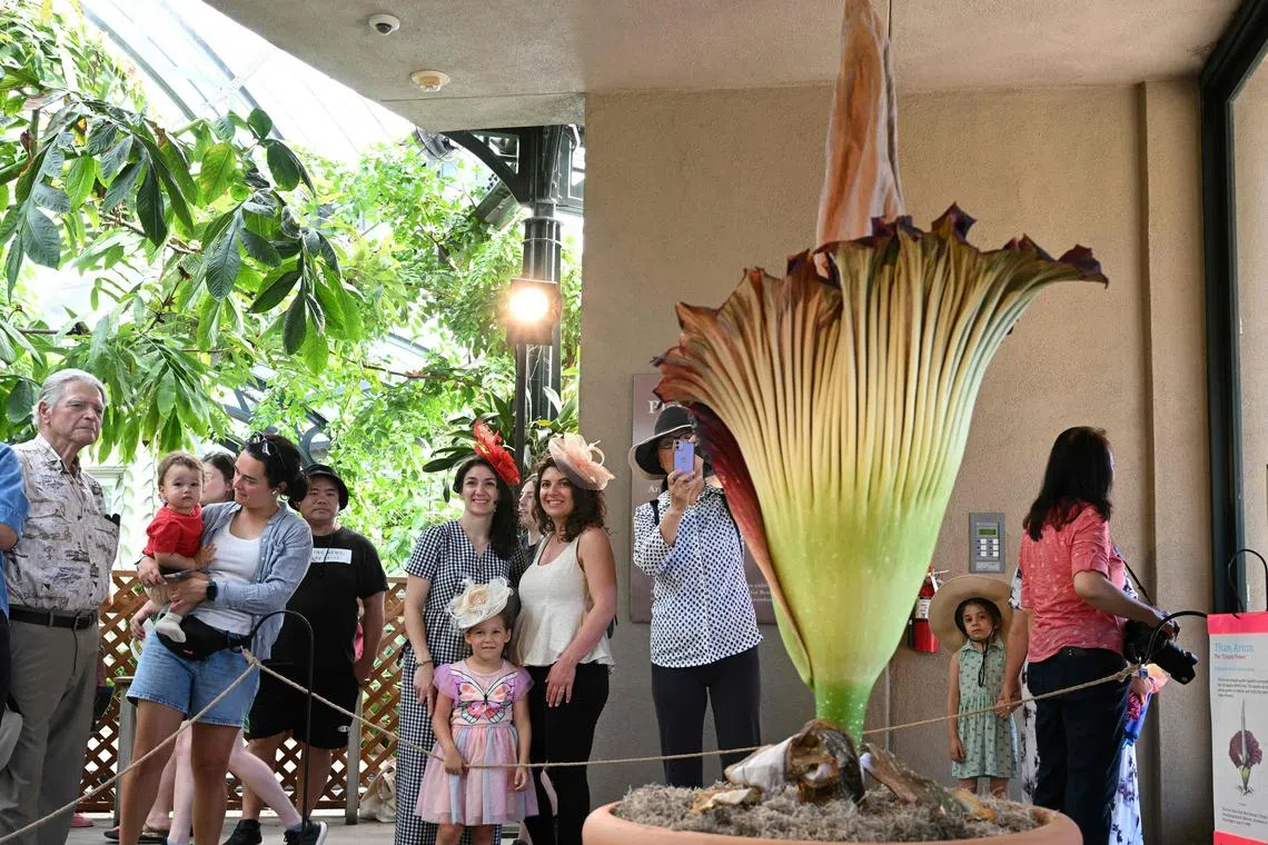 The Corpse Flower displayed at the Botanical Gardens section of the Huntington Library in San Marino, California, on Aug 28, 2023. 