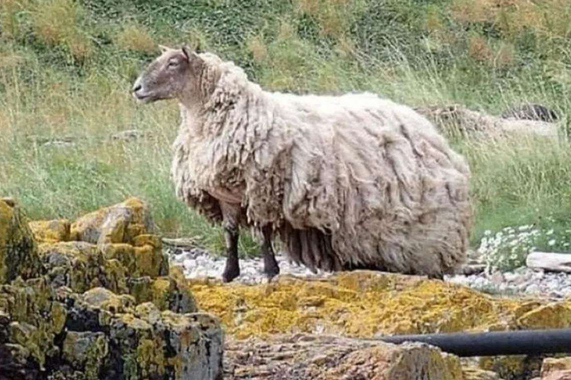 Ms Turner said during the recent trip, she saw the sheep's fleece was huge and touching the ground at the back.