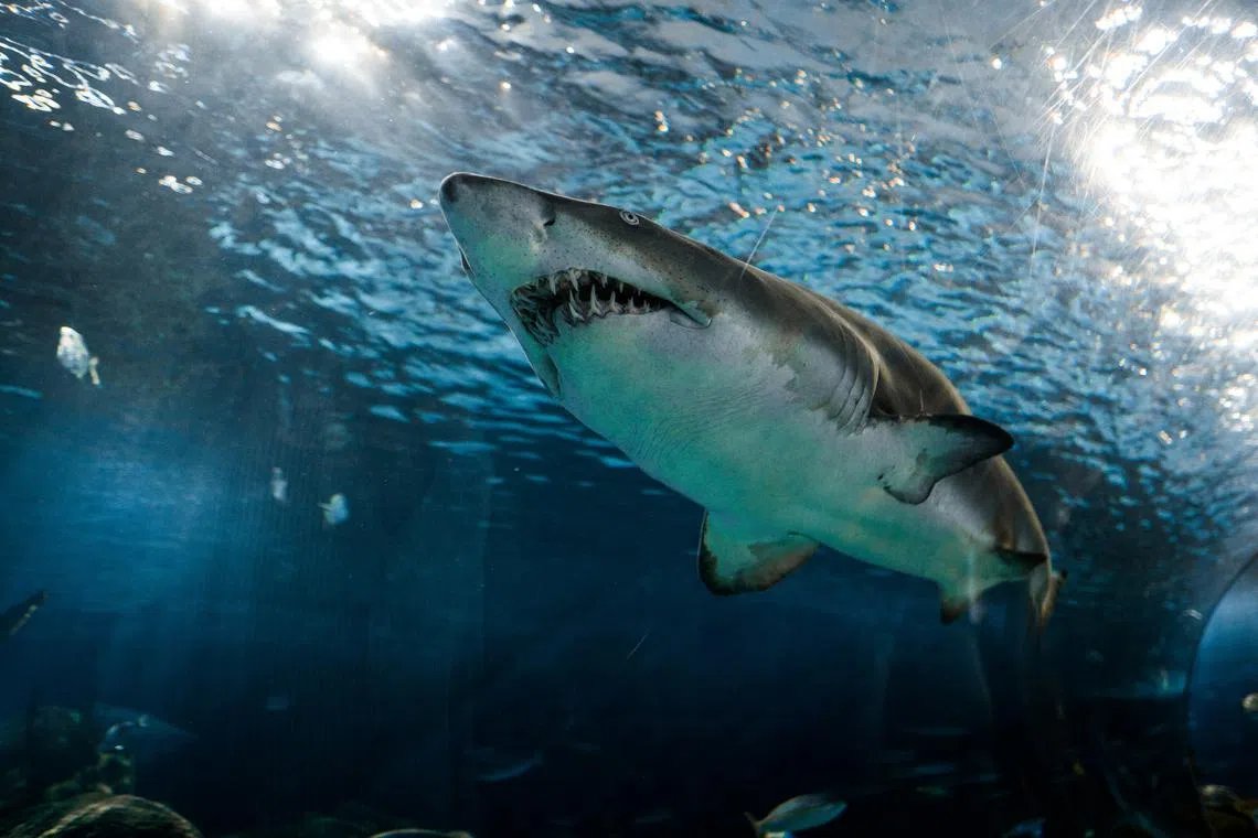 Shark encounters are often a consequence of people spending more time in the water, with bites spiking during the summer time of the northern and southern hemispheres. 