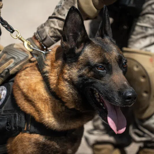 A US startup wants to gene-edit and clone military dogs like the Belgian Malinois in a ‘Captain America programme’ that serves more as mass entertainment, says the writer.
