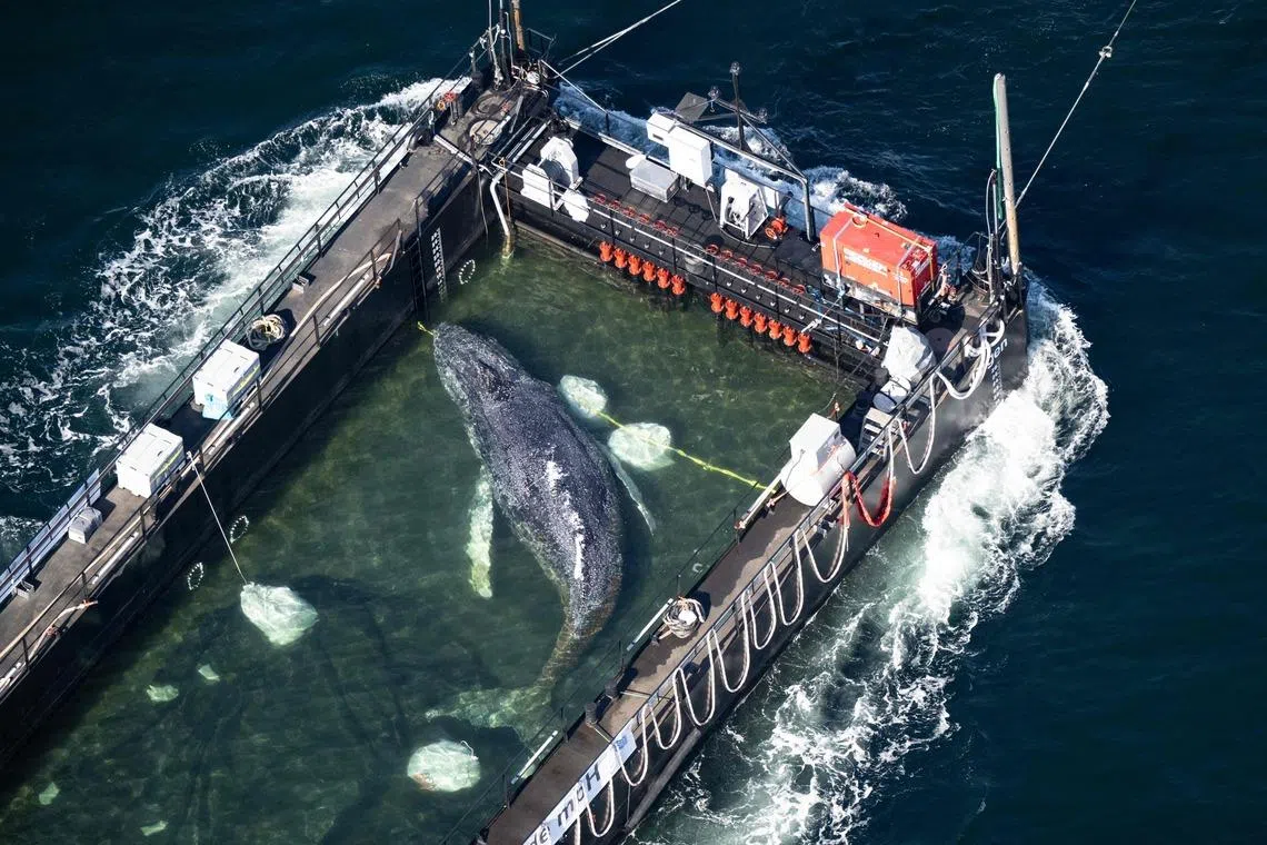 Humpback whale stranded in Germany released into North Sea in dramatic rescue