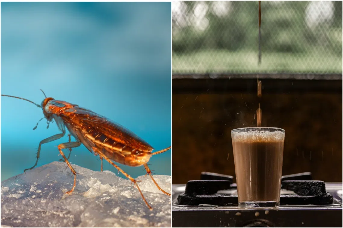 An insect-themed museum in Beijing has a cafe that infuses its coffee with cockroach powder, ants and other creepy-crawlies.