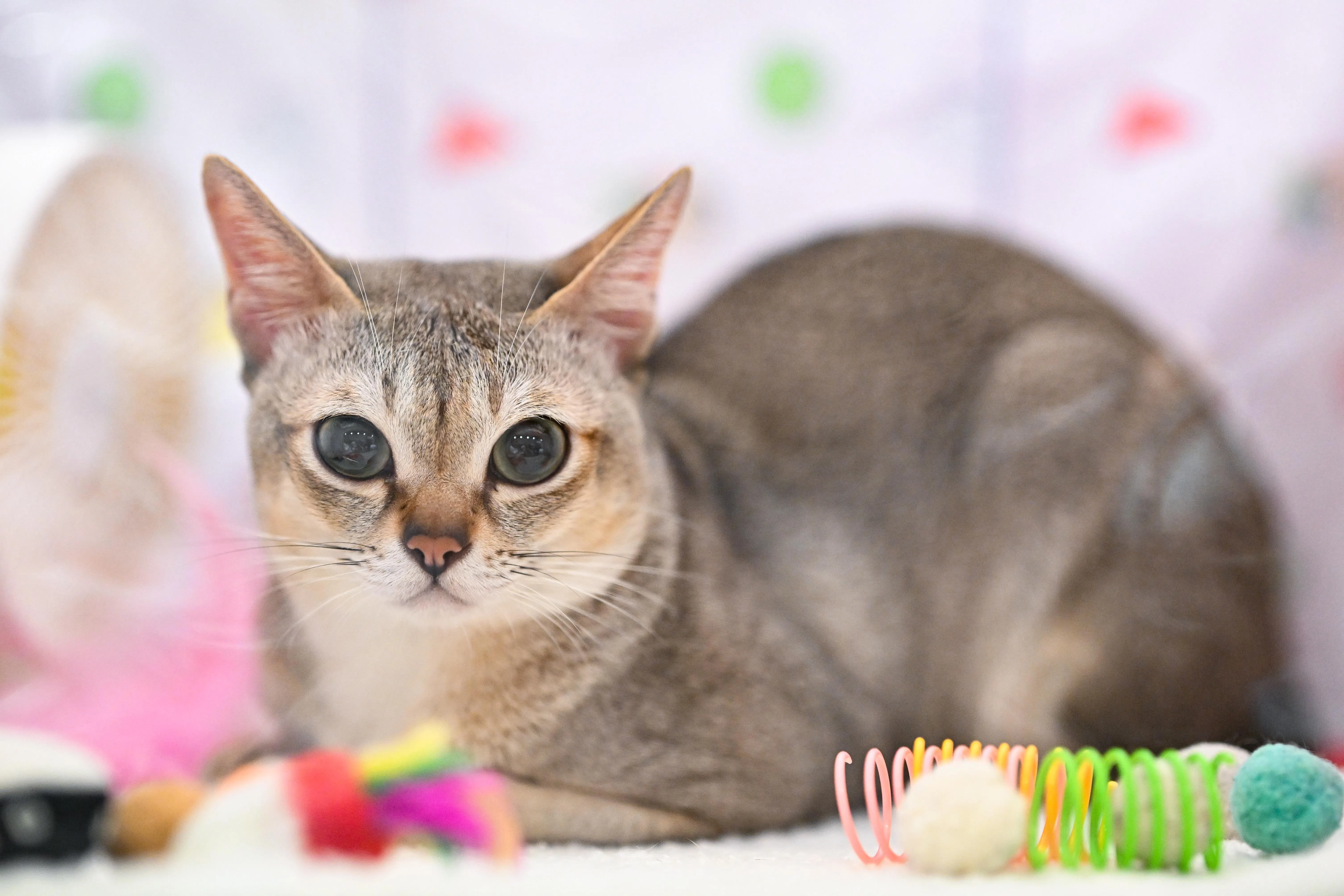 Star is competing in the Open Class Championship category, the initial competitive tier for adult, registered pedigreed cats that are not neutered.