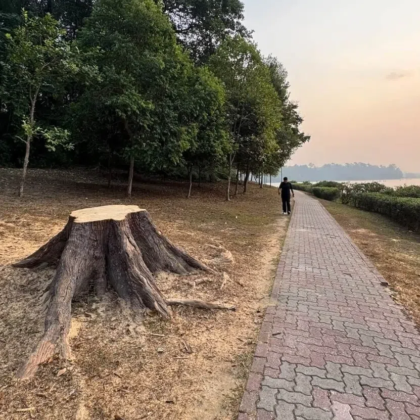 A group member of the NSS Public Forum Facebook group wondered why the trees had been cut.