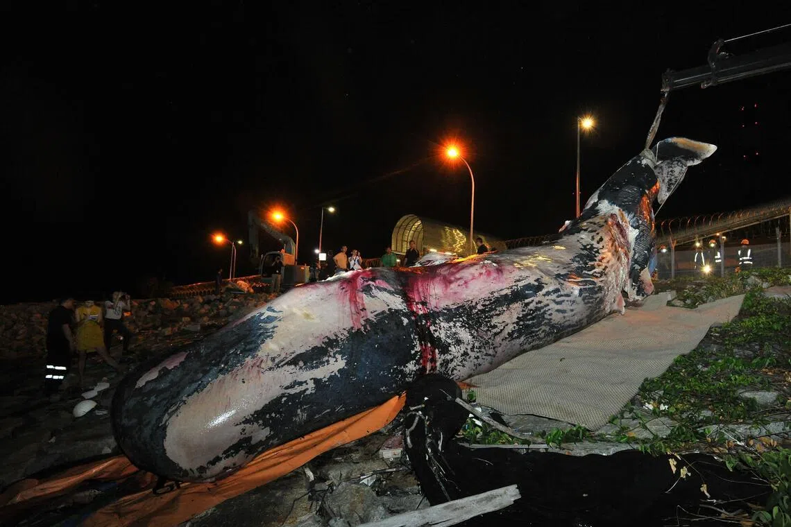 Jubi Lee measured about 10m when she was found in 2015.