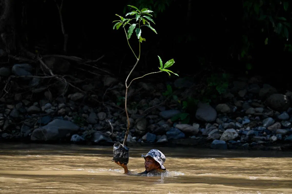 A man carrying a tree across a river to plant it in a forest line to mark Earth Day in Jantho, Indonesia's Aceh province on April 22.