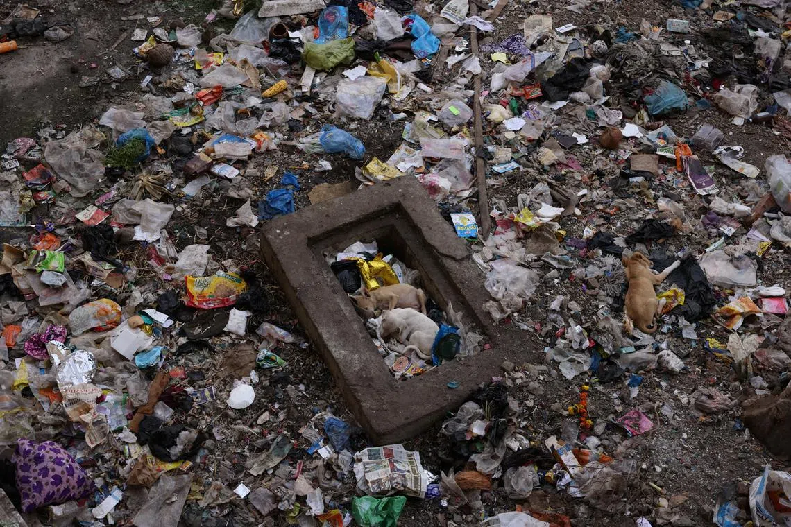 Dogs sleeping on the floor outside the Worli dairy quarters building on Feb 24, 2023. 