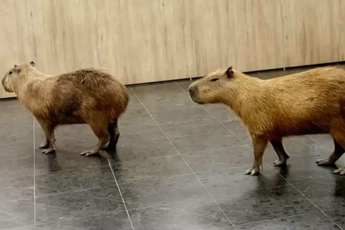 Two brown, furry animals standing indoors on a tiled floor.