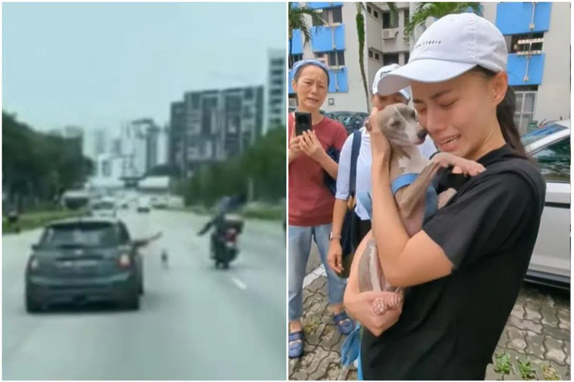 Katsu running along an expressway in the morning of Dec 1 (left), before he was reunited with his owner Debra Loi.