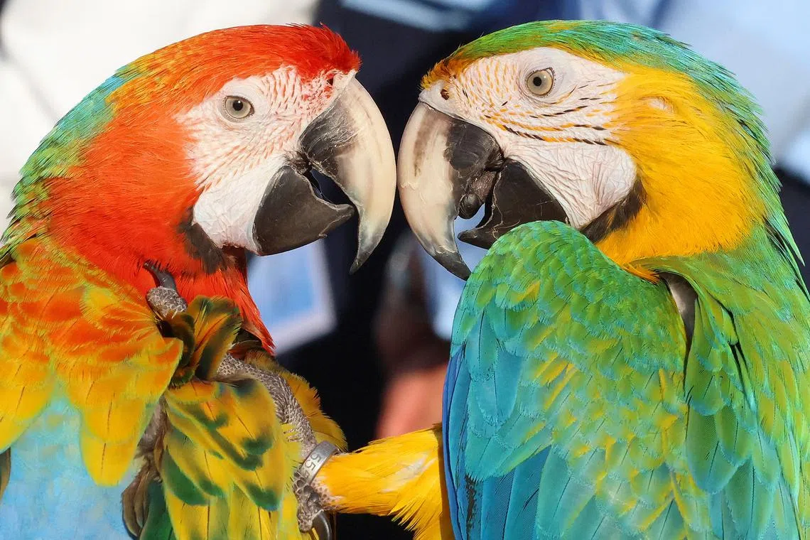 The study suggested that the parrots may have benefitted from making new feathered friends over the Internet.