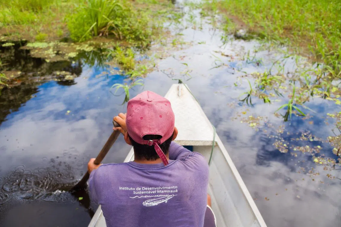 The Mamiraua Institute team is starting to build a multi-layered picture of biodiversity and habitat in the Amazon rainforest