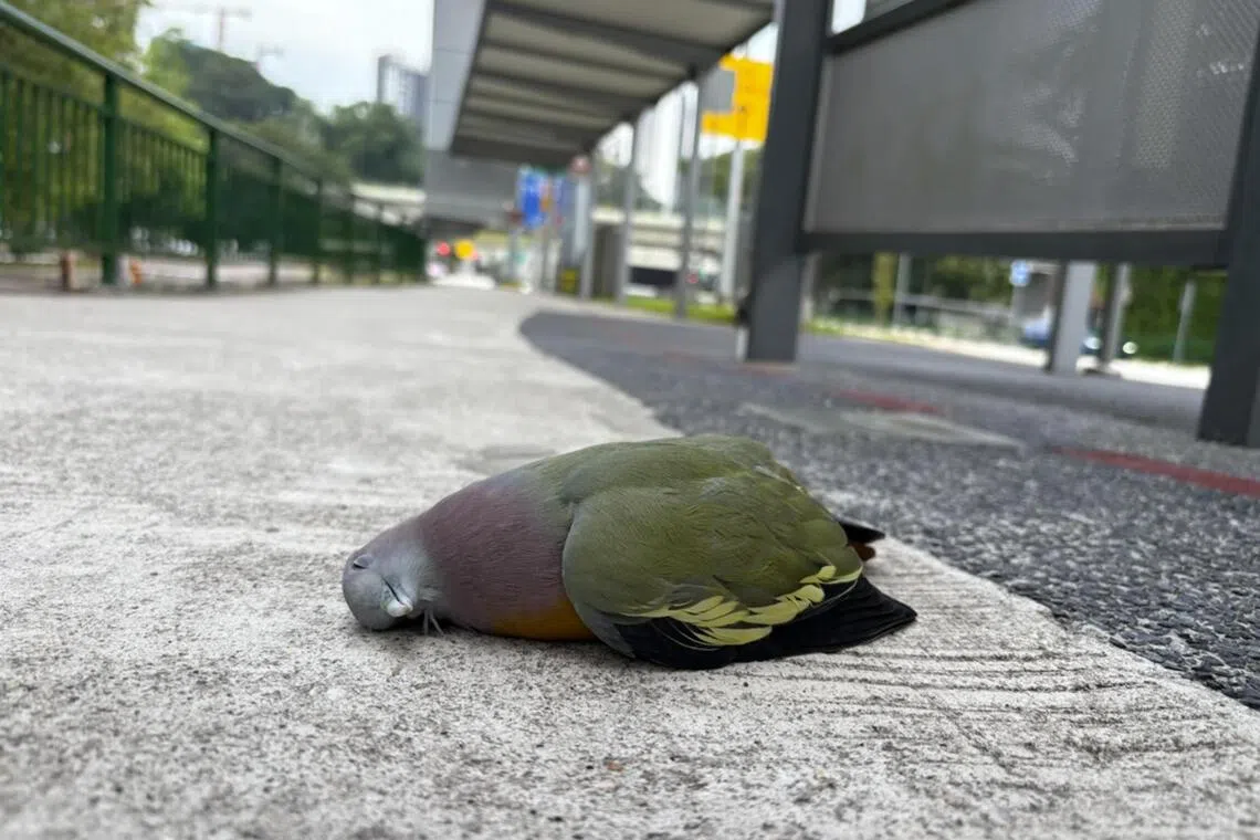 hsbird - Mr Jimmy Tan, a 52-year-old freelance editor, posted a video on social media platform Facebook on Nov 10 showing an unmoving pink-necked green pigeon lying on the ground at bus stop 43899.

credit: Jimmy Tan