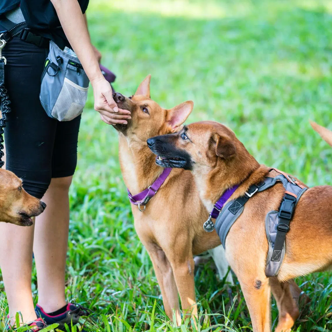 According to Mr Gregory Okin, a geographer at UCLA, pet food accounts for about a quarter of agriculture-related fossil fuel emissions in the United States.