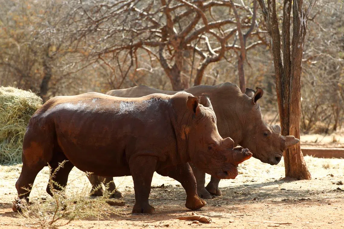The country is home to most of the world’s rhinos and is a hotspot for poaching driven by demand in Asia, where the horns fetch high prices on the black market.