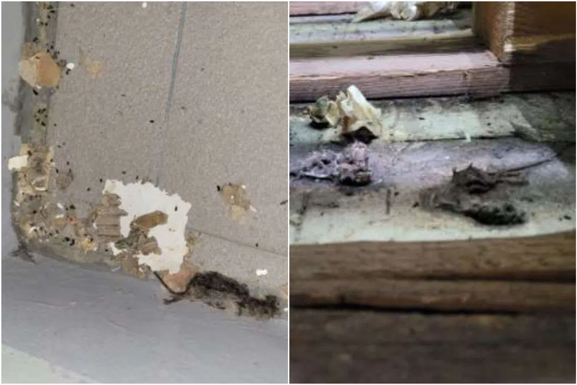 Decomposed mice were found in the storage area for raw ingredients in Proofer Bakery’s food processing premises at 171 Kampong Ampat.