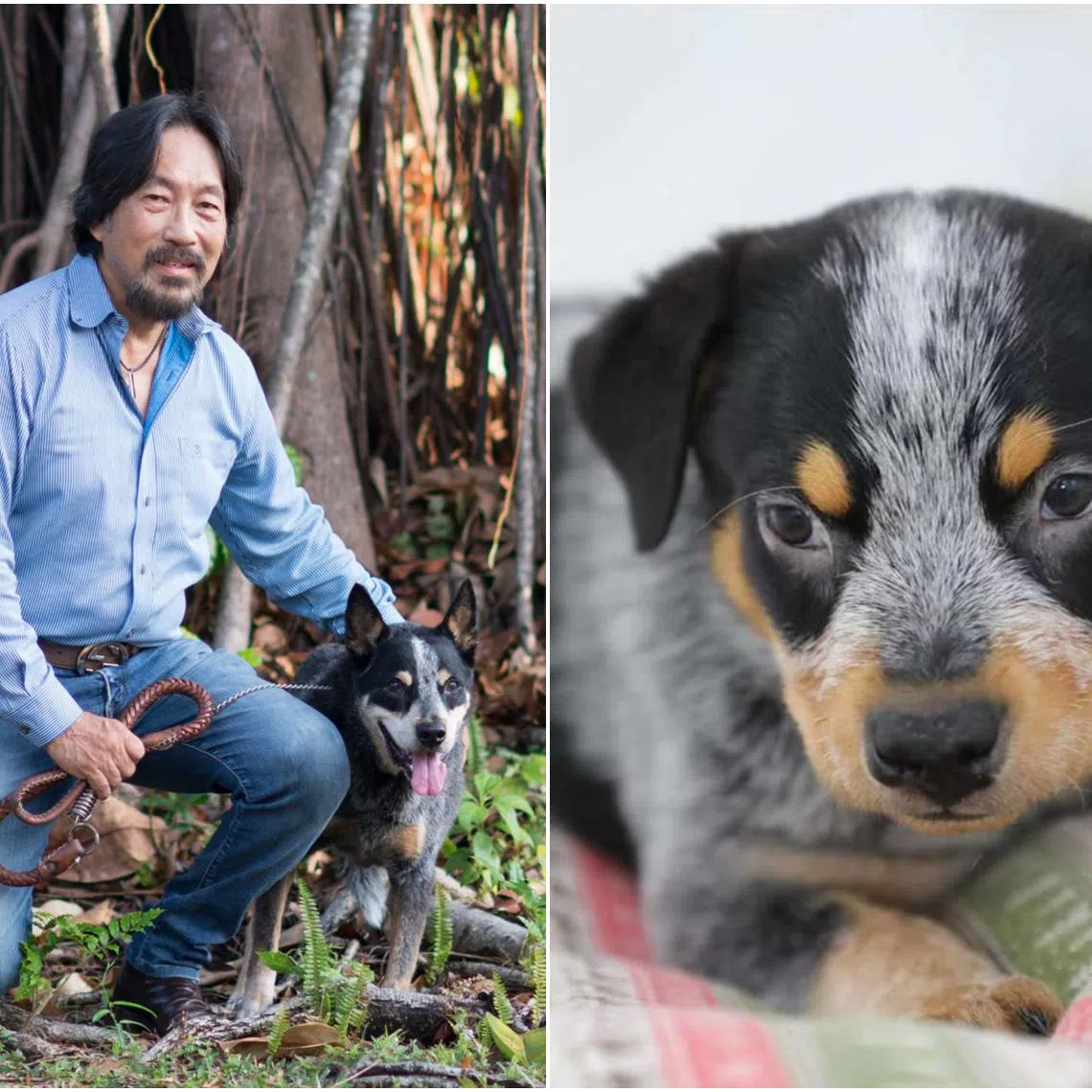 Dr Jean-Paul Ly with his dog Khan (left) who died at 17. Khan was then successfully cloned in China about a year ago.