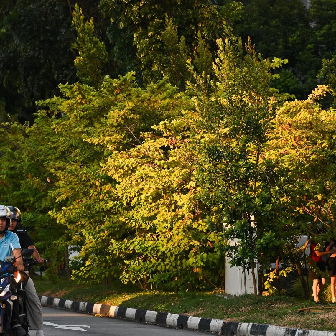 The yellow-leaved Dendrolobium umbellatum cv 'Vanuatu' in front of Yishun Polyclinic on Oct 30, 2025.