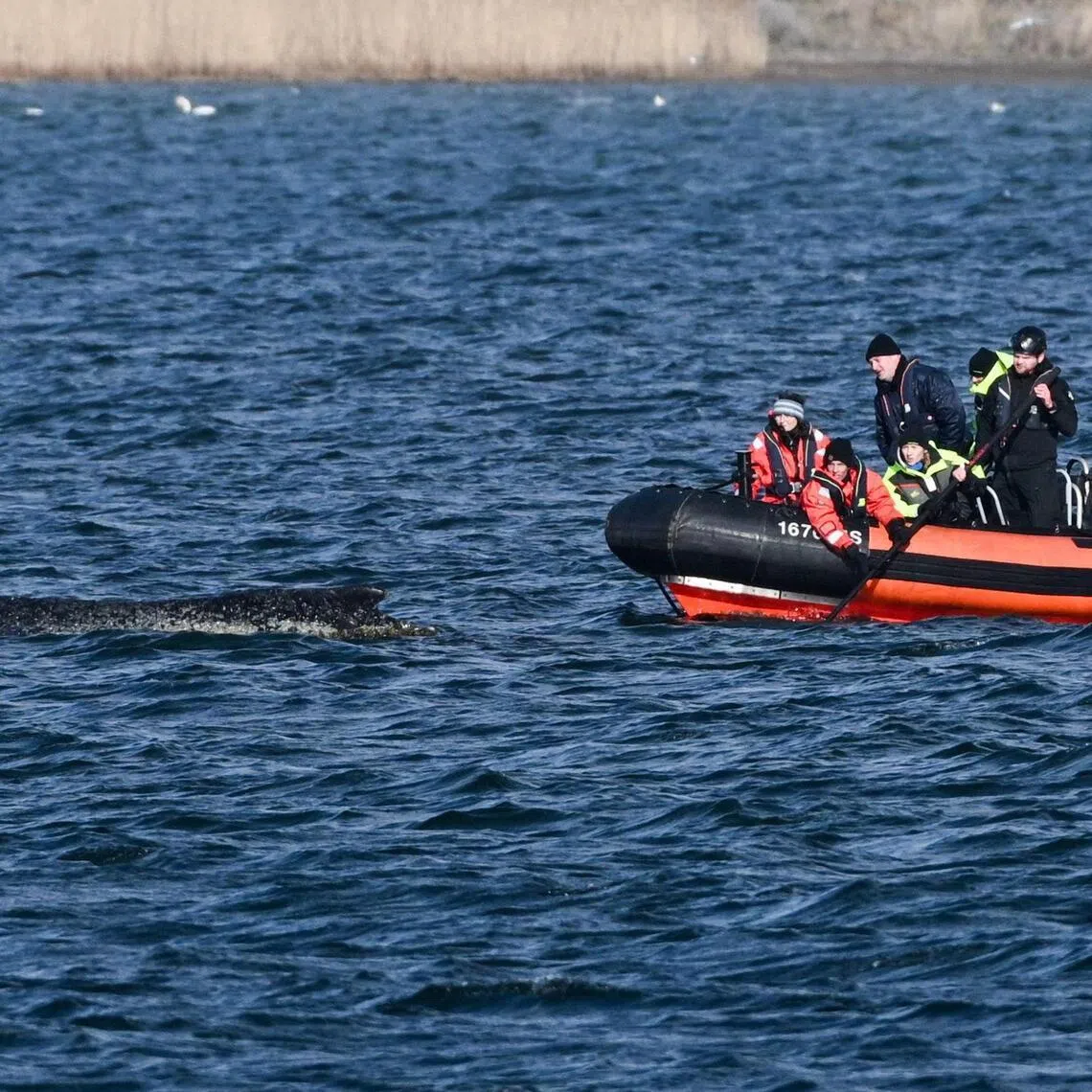 Experts inspect a humpback whale from a boat as it lies on a sandbank in shallow waters of Wismar Bay in the Baltic Sea, near Wismar, Germany.