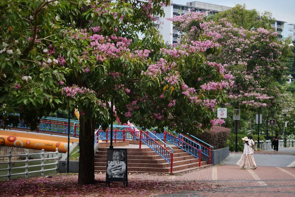 Pink petals from the trumpet trees line the path along Robertson Quay on Aug 22, 2024.