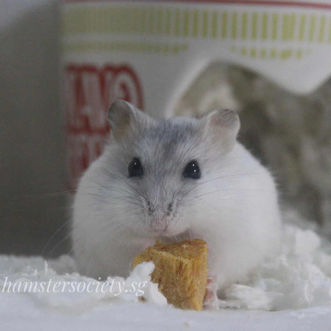 Mochi Quokka is a nine-month-old pearl winter white female hamster who loves all kinds of food.