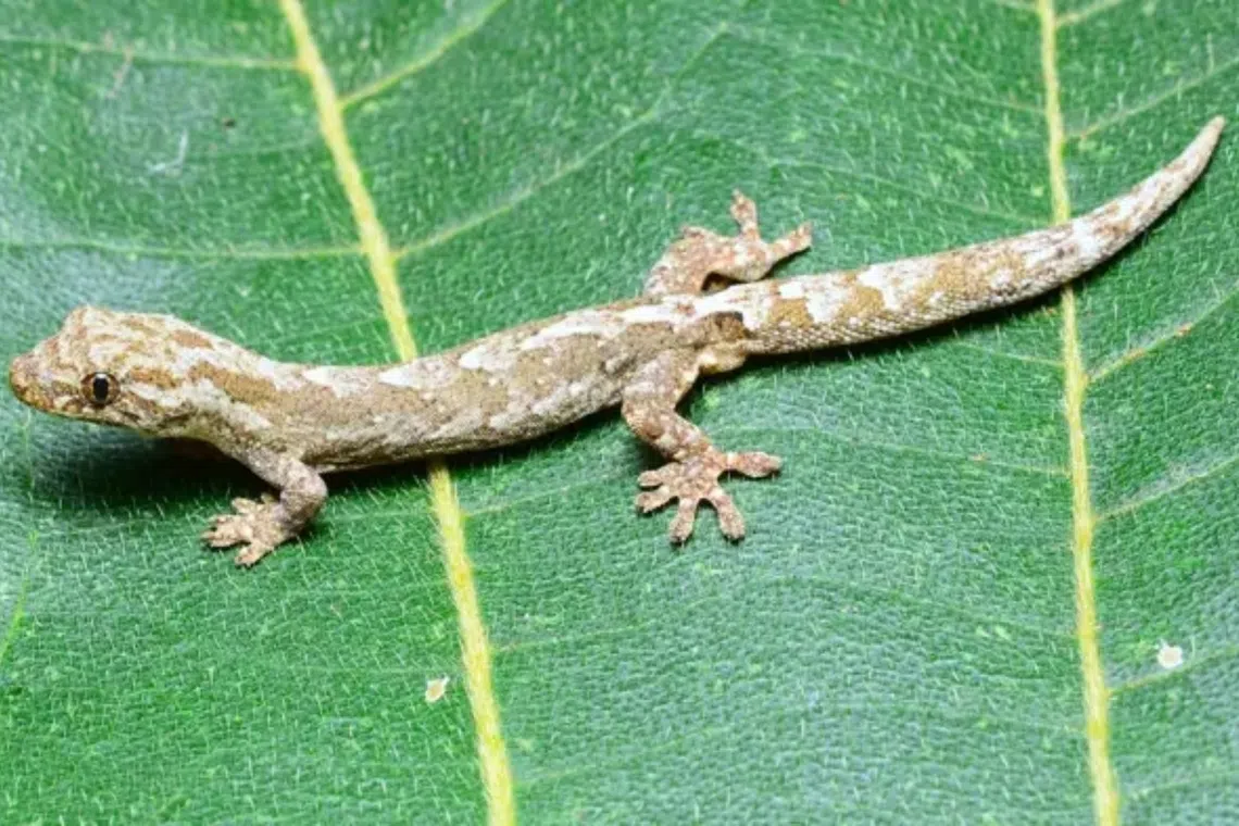 The small lizard was confirmed as a new species following detailed genetic and morphological investigations by researchers from Universiti Malaysia Sabah.